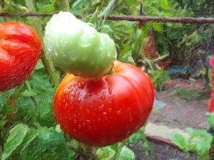 Tomatoes After the Rains